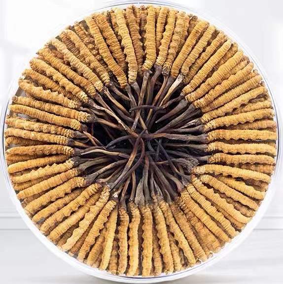 长征镇冬虫夏草回收